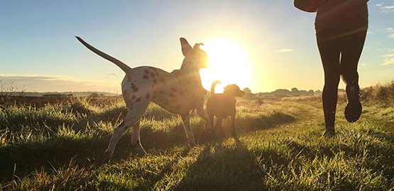 Une course matinale avec deux chiens
