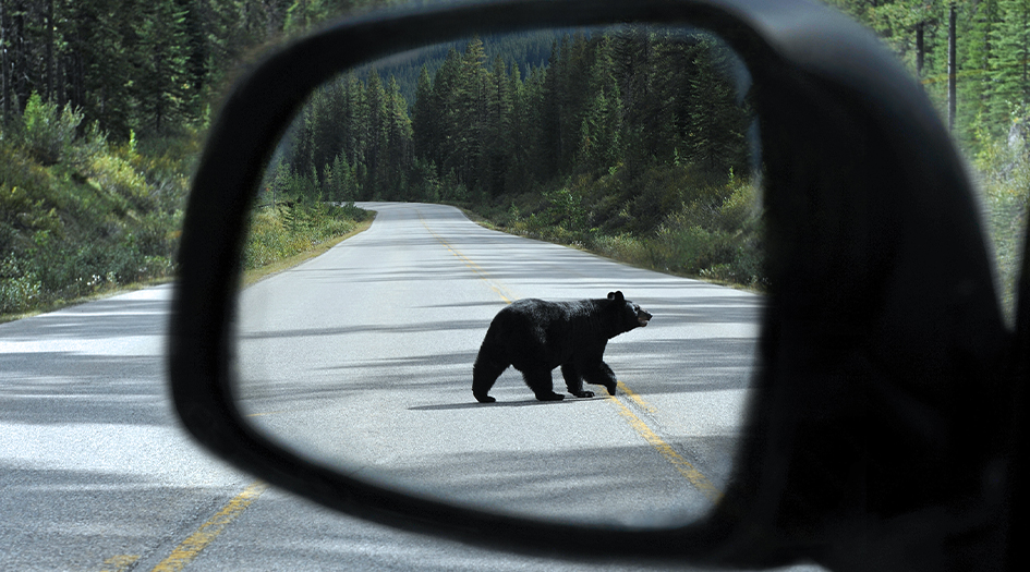 A black bear crossing the street is reflected in a car's side mirror, showing how to prevent collisions with animals