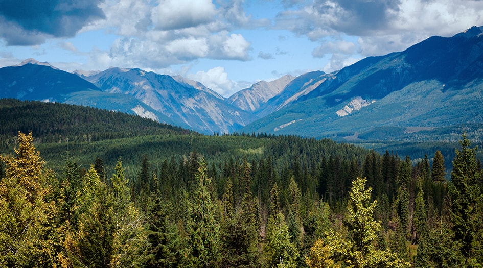 Here's what to do before, during, and after a wildfire, as shown by a large forest and mountains