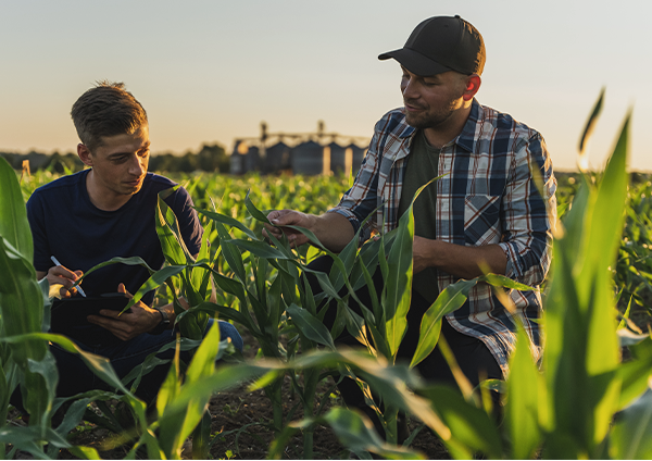 Two farmers having a conversation in a corn field