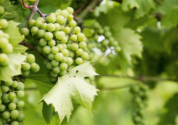 A close-up of wine grapes on the vine show the coverage available for crops through winery insurance
