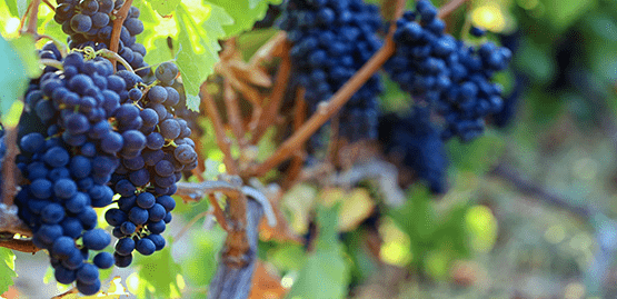 A close-up of wine grapes on the vine show the coverage available for crops through winery insurance