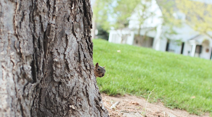 Pests can be annoying, but there are a few ways to protect your space from pests, as shown by a squirrel peeking from behind a tree trunk