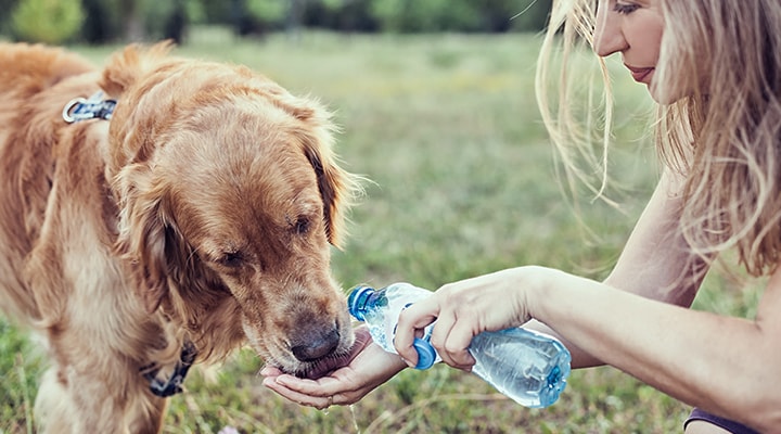 Pour garder votre animal de compagnie au frais cet été, suivez ces simples conseils, comme de lui offrir de l’eau fraîche lors d’une promenade, tout comme cette femme qui offre de l’eau à son chien.