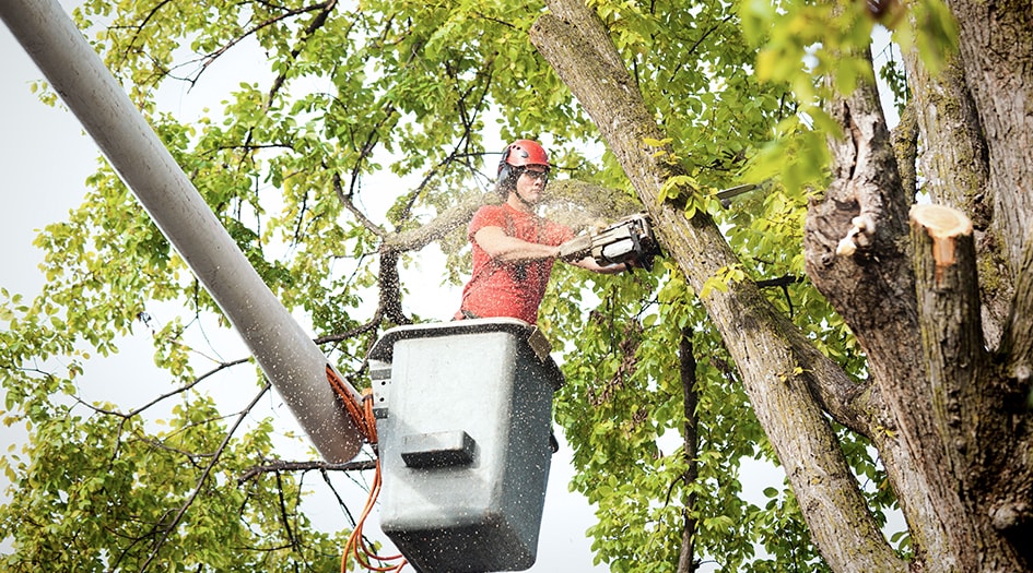 Un homme dans une grue coupe une branche d’arbre avec une scie mécanique, montrant comment se préparer pour une tempête.