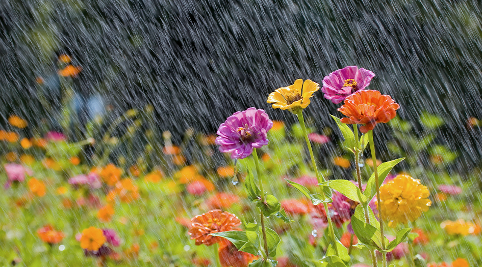 Des fleurs se dressent dans un jardin sous la pluie, illustrant comment un jardin pluvial peut prévenir les dégâts d’eau.