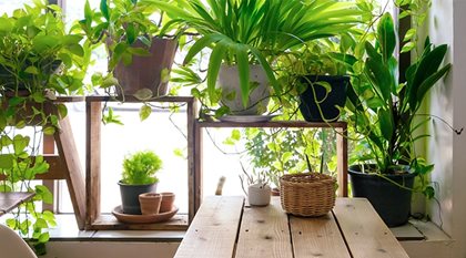 Gardening In An Apartment Or Condo How To Choose The Right Plants