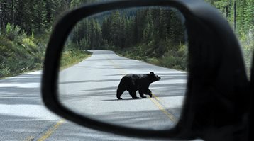 A black bear crossing the street is reflected in a car's side mirror, showing how to prevent collisions with animals