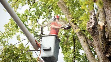 A man in a crane cuts down a tree branch with a chainsaw, showing how to prepare for a windstorm